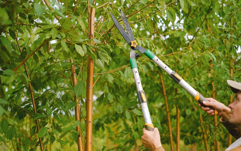 Tree trimming in Clear Fork, WV