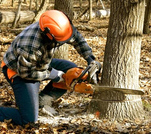 Tree Removal in Clear Fork, WV